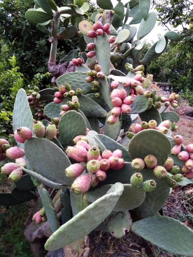 Il Limoneto Di Leo Villa Mascali Dış mekan fotoğraf