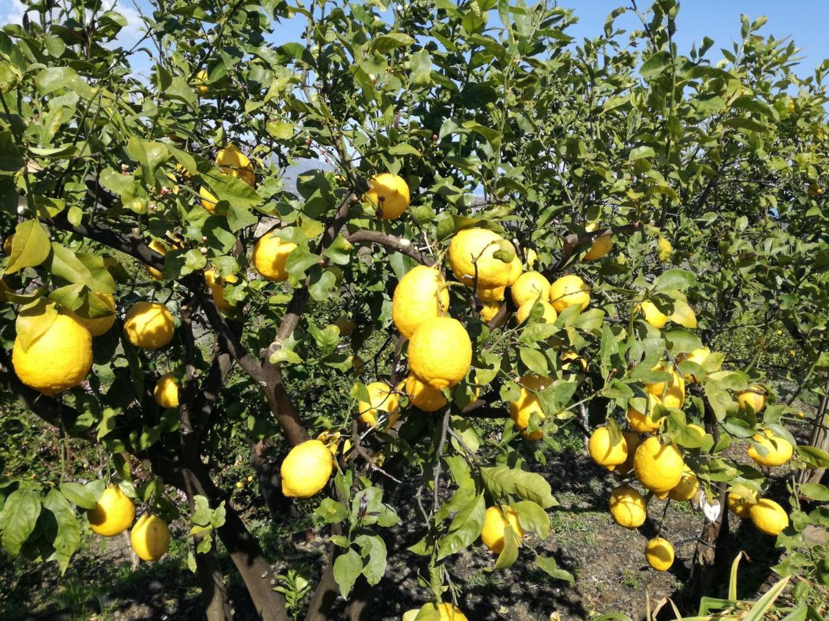 Il Limoneto Di Leo Villa Mascali Dış mekan fotoğraf