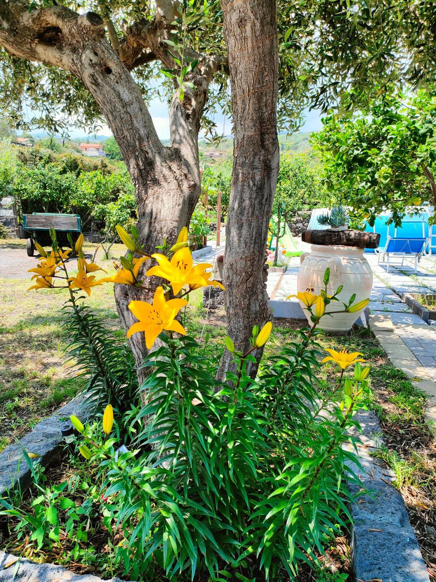 Il Limoneto Di Leo Villa Mascali Dış mekan fotoğraf